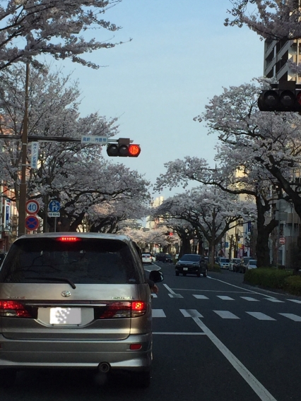 桜-日立